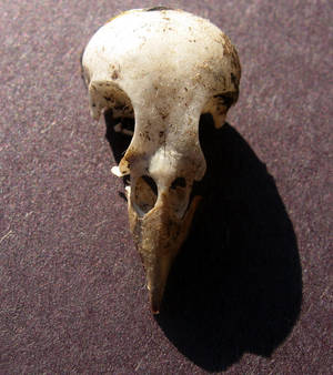 Small Bird Skull 3