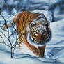 Snow Tiger