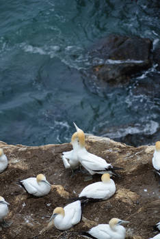 Gannets in love