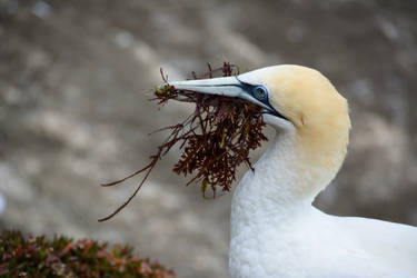 Gannet