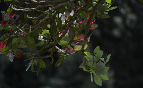 On the Pohutukawa