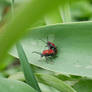 Beetle (Lilioceris lilii)