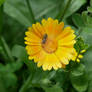 Medical calendula with insect (Calendula L.)