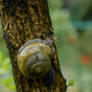 Snail