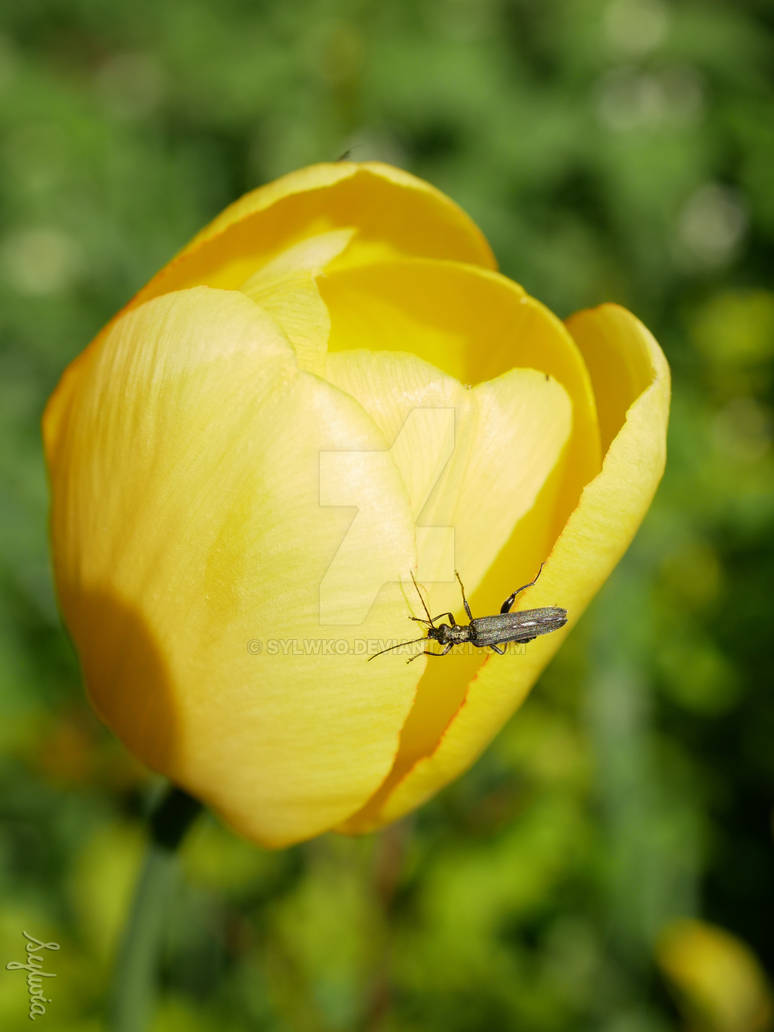 Tulip with insect (Tulipa L.) by Sylwko on DeviantArt