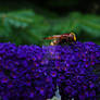 Flower with insect (Buddleja davidii)