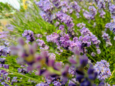 Lavender with grasshopper (Lavandula L. )