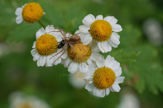 (Tanacetum parthenium)