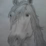 Horse of my Mother