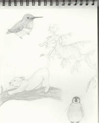 Animal Sketches