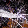 Brain Cell