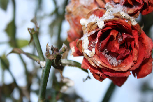 frozen roses 01