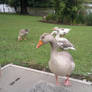 Surrounded By Geese