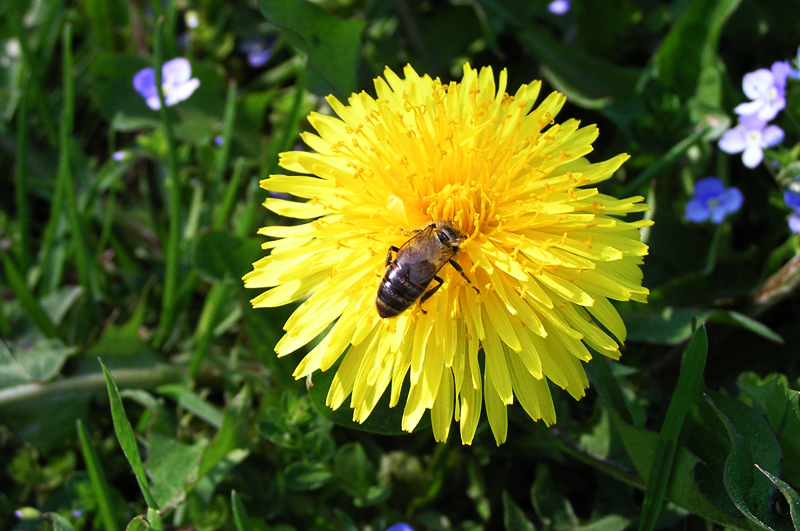 Dandelion and a bee