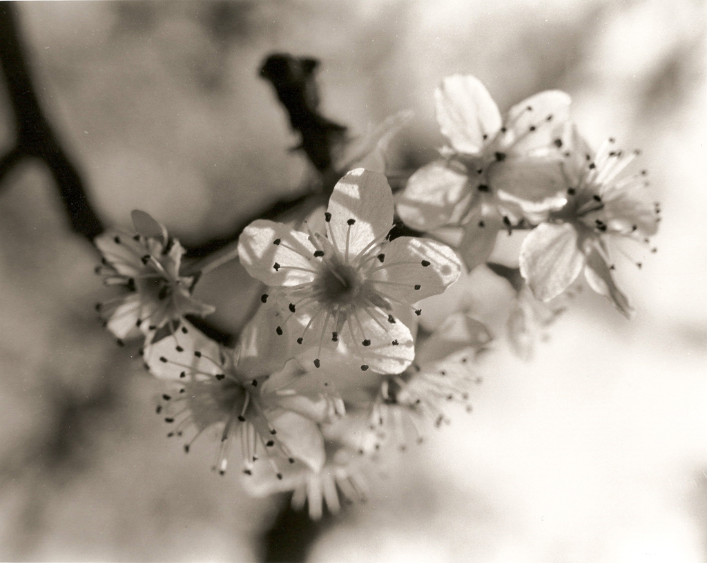 pear blossom