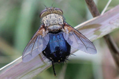 Photographers self portrait in a bugs butt