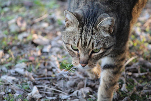 Cat In Camo