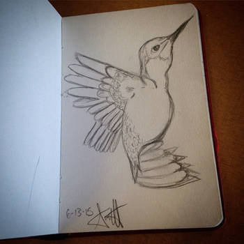 Humming Bird Sketch