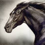 black horse