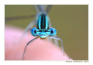 Ischnura ... Damselfly