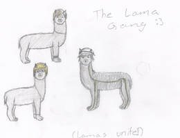 The Lama Gang