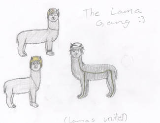 The Lama Gang