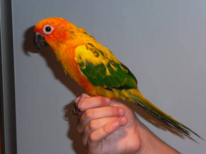 Scooter the Sun Conure