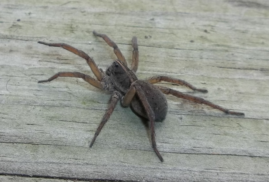 Wolf spider