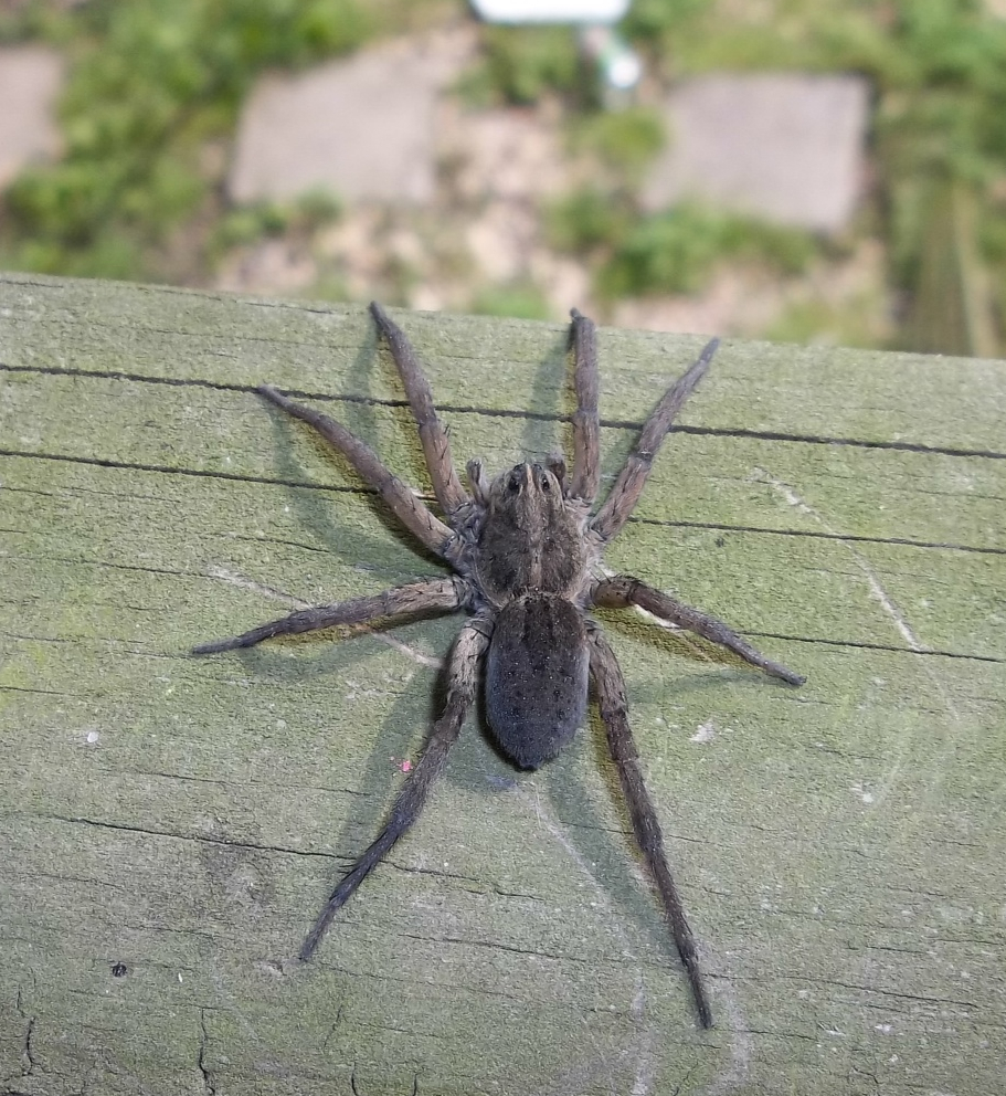 Wolf spider