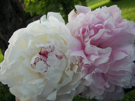 Peonies