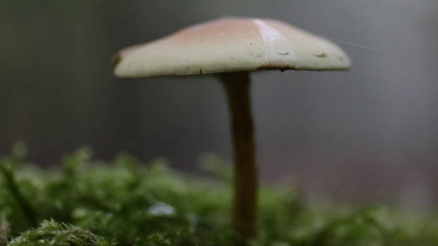 Fog Forest_The lonely mushroom