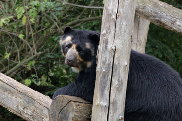 Bioparc Tremarctos ornatus