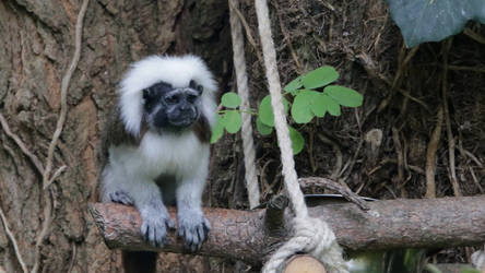 Bioparc unkown gibbon