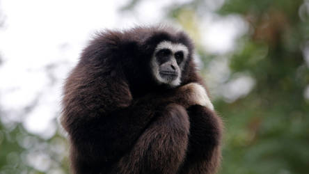 Bioparc White handed gibbon