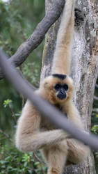 Bioparc yellow cheeked crested gibbon