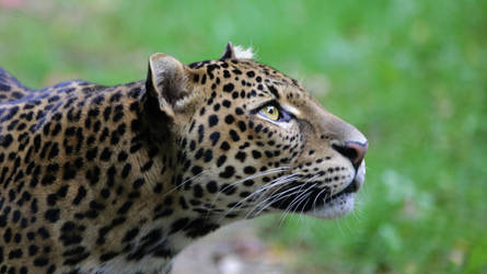 Photo Challenge_Bioparc leopard