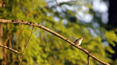 Sparrow on a fresh morning