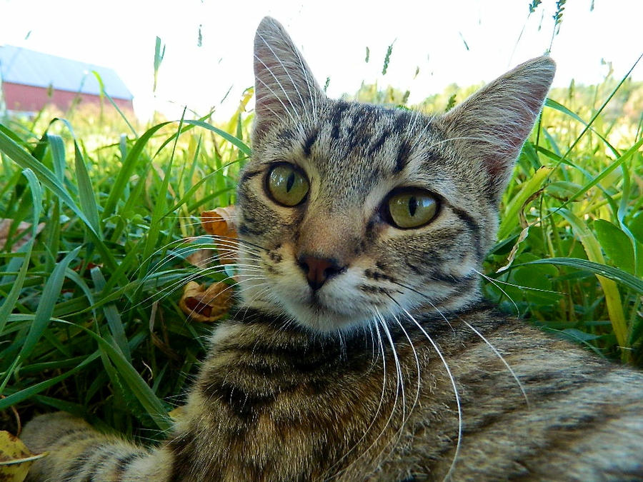 Tiger Cat