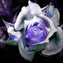 Purple Rose Petals