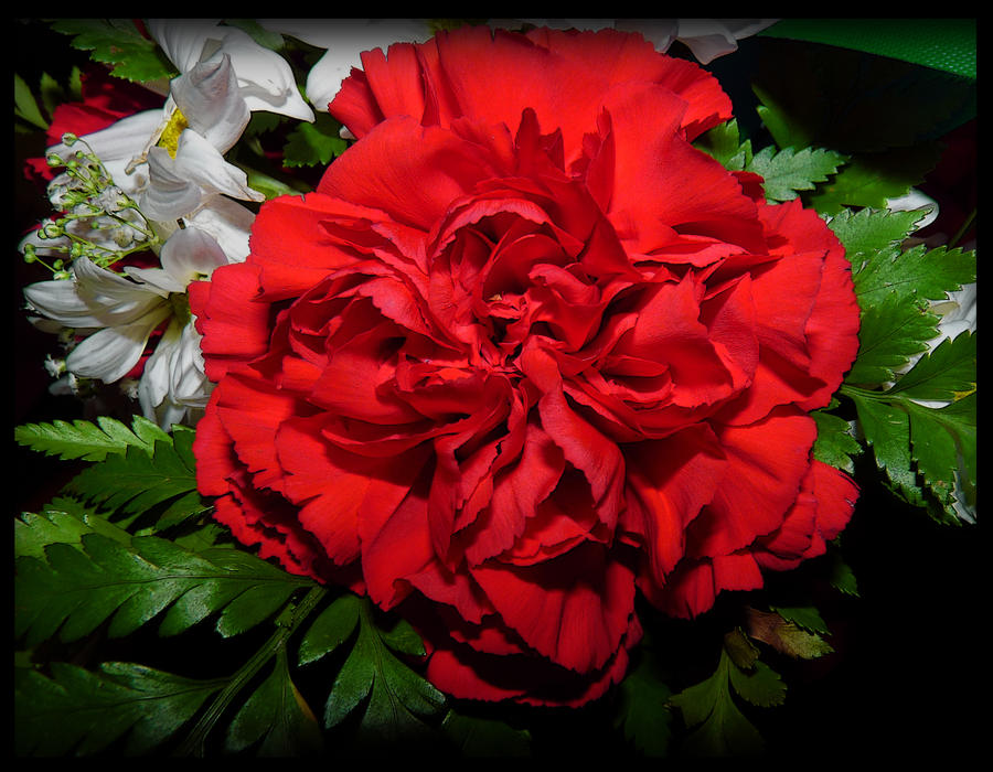 Red Carnation