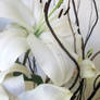 White Lily