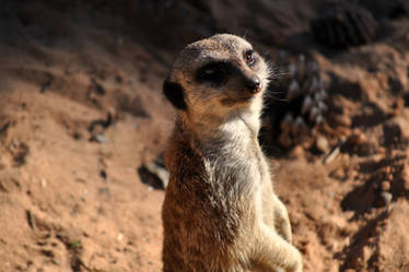 Meerkat