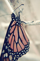 Monarch