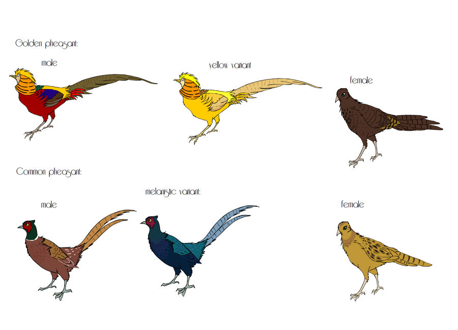 pheasant breeds part 1 by mechanicalmasochist on DeviantArt
