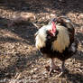 Black And White Chicken