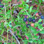 Wild Blueberries