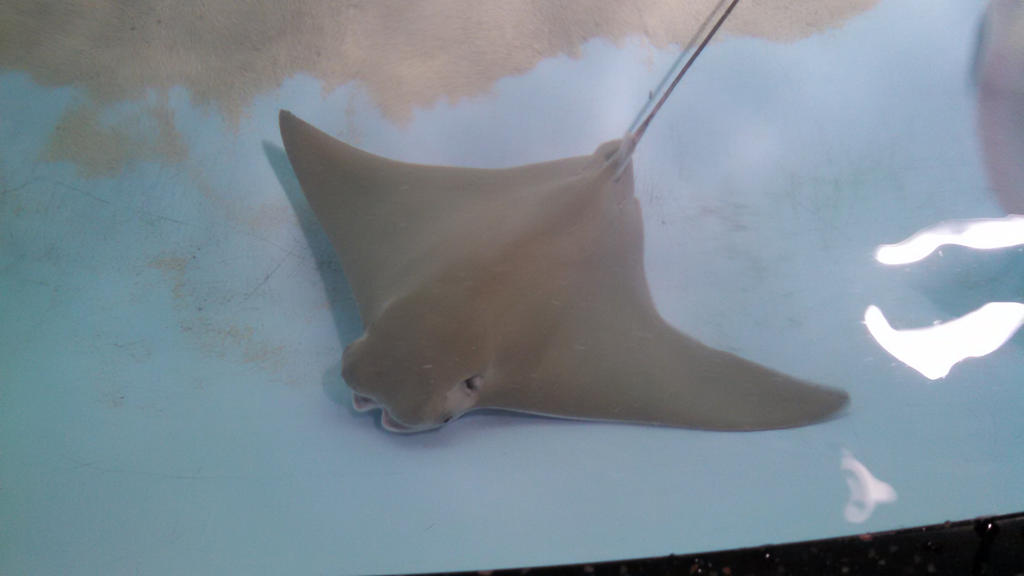 Cow-nosed Ray by IsilwenShadewind on DeviantArt