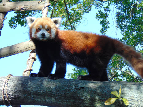 Red Panda 2