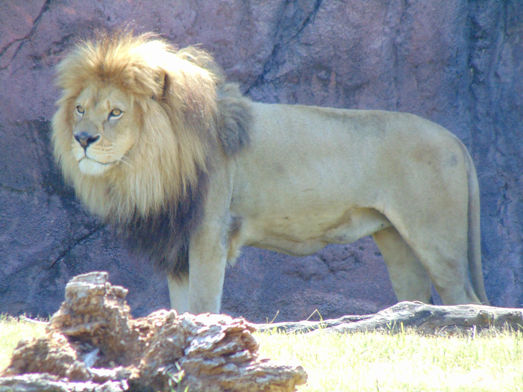 Lion