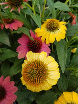 Assorted Coneflowers (Echinacea)